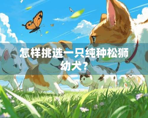 怎样挑选一只纯种松狮幼犬？