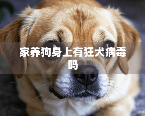 家养狗身上有狂犬病毒吗