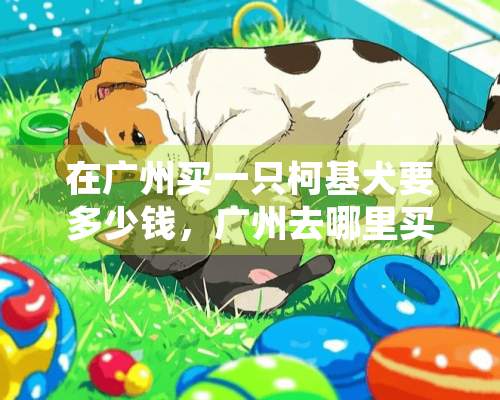 在广州买一只柯基犬要多少钱，广州去哪里买柯基犬好