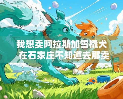 我想卖阿拉斯加雪橇犬  在石家庄不知道去那卖