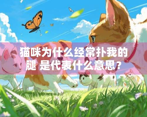 猫咪为什么经常扑我的腿 是代表什么意思？