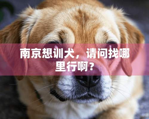 南京想训犬，请问找哪里行啊？