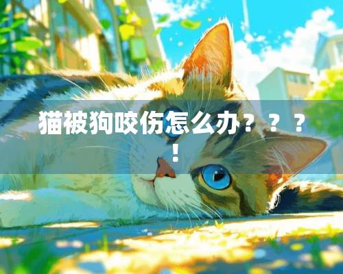 猫被狗咬伤怎么办？？？！