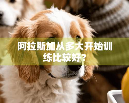 阿拉斯加从多大开始训练比较好？