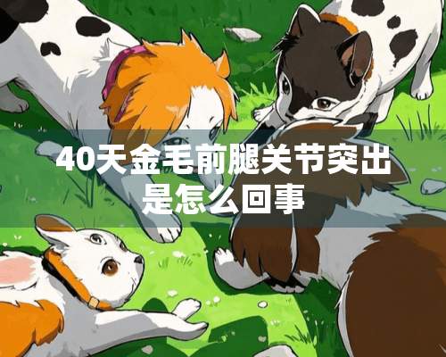 40天金毛前腿关节突出是怎么回事