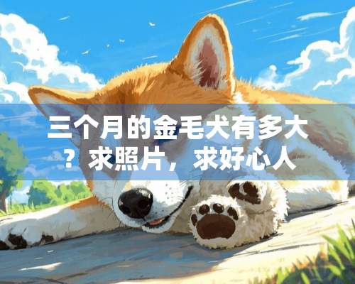 三个月的金毛犬有多大？求照片，求好心人