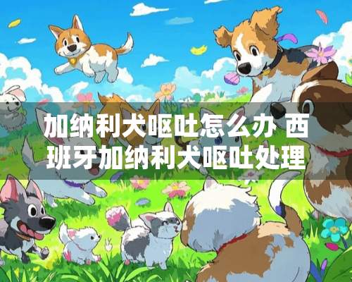 加纳利犬呕吐怎么办 西班牙加纳利犬呕吐处理方法