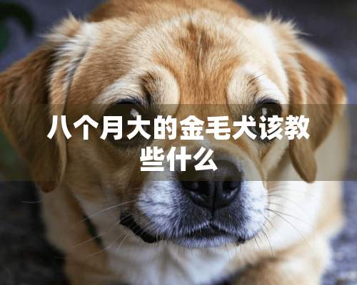 八个月大的金毛犬该教些什么