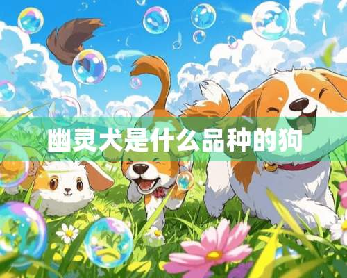 幽灵犬是什么品种的狗