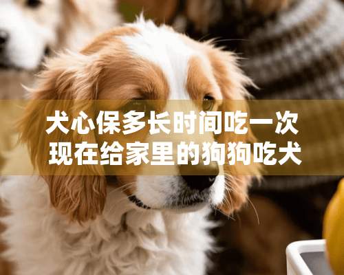 犬心保多长时间吃一次 现在给家里的狗狗吃犬心保 吃了两个月了 没见到有虫子排出