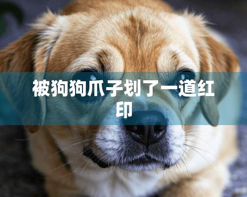 被狗狗爪子划了一道红印