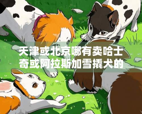 天津或北京哪有卖哈士奇或阿拉斯加雪撬犬的？