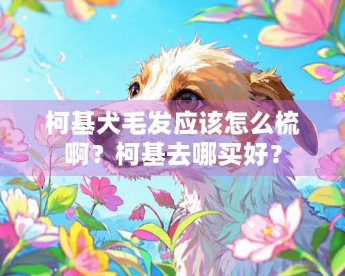 柯基犬毛发应该怎么梳啊？柯基去哪买好？