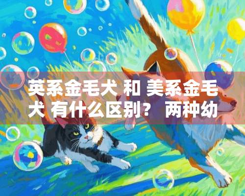 英系金毛犬 和 美系金毛犬 有什么区别？ 两种幼狗的价钱 是多少？