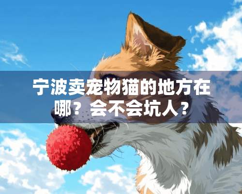 宁波卖宠物猫的地方在哪？会不会坑人？