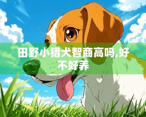 田野小猎犬智商高吗,好不好养