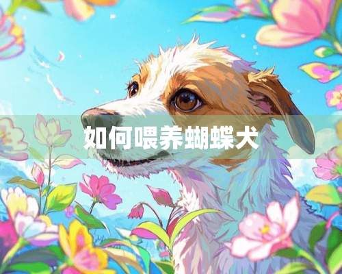 如何喂养蝴蝶犬