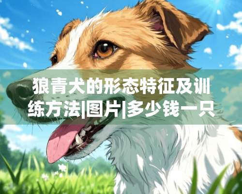 狼青犬的形态特征及训练方法|图片|多少钱一只