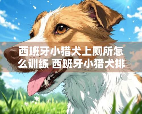 西班牙小猎犬上厕所怎么训练 西班牙小猎犬排泄训练