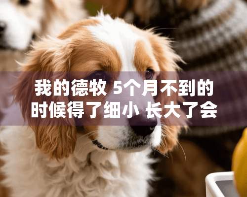 我的德牧 5个月不到的时候得了细小 长大了会影响体型吗？