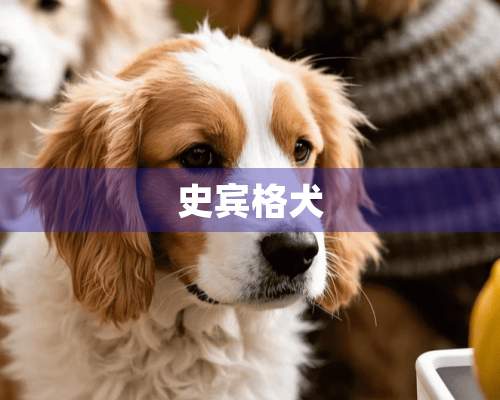 史宾格犬