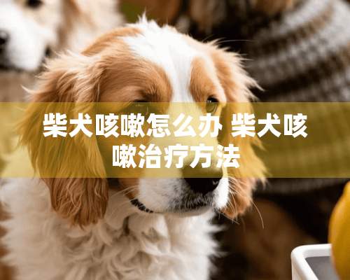 柴犬咳嗽怎么办 柴犬咳嗽治疗方法