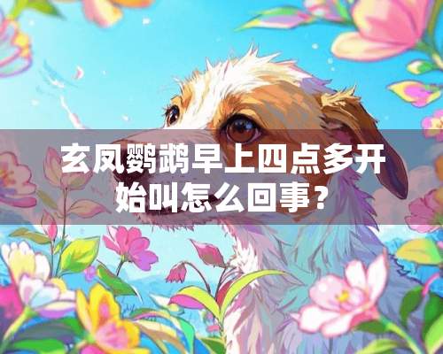 玄凤鹦鹉早上四点多开始叫怎么回事？