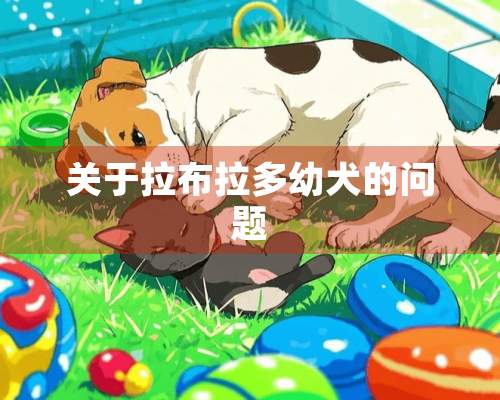 关于拉布拉多幼犬的问题