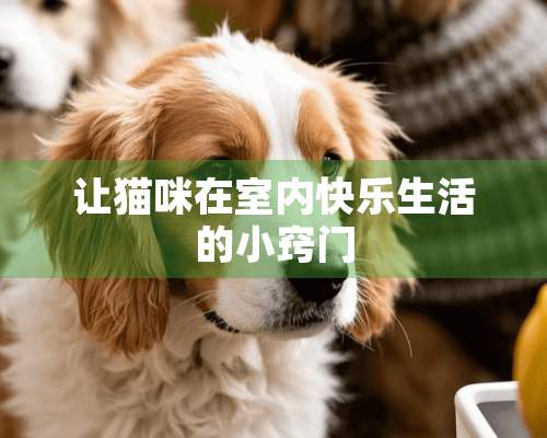 让猫咪在室内快乐生活的小窍门