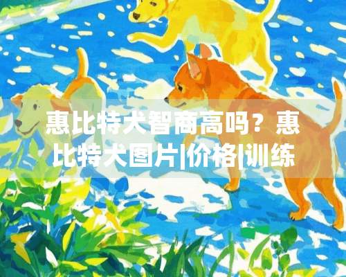 惠比特犬智商高吗？惠比特犬图片|价格|训练