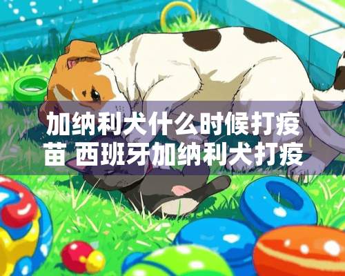 加纳利犬什么时候打** 西班牙加纳利犬打**注意事项