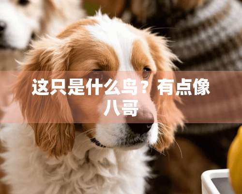 这只是什么鸟？有点像八哥