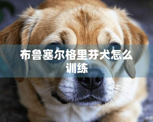 布鲁塞尔格里芬犬怎么训练