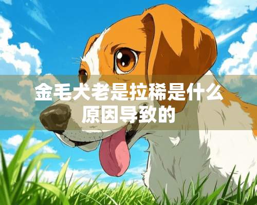 金毛犬老是拉稀是什么原因导致的