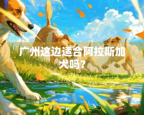 广州这边适合阿拉斯加犬吗？