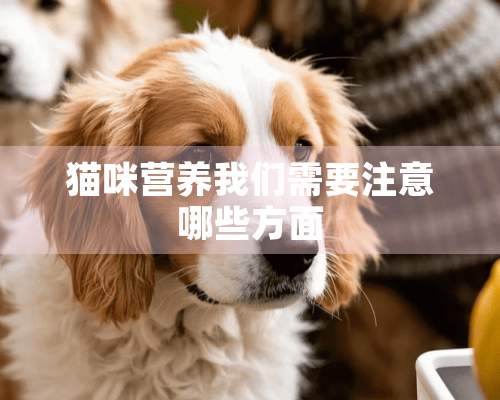 猫咪营养我们需要注意哪些方面