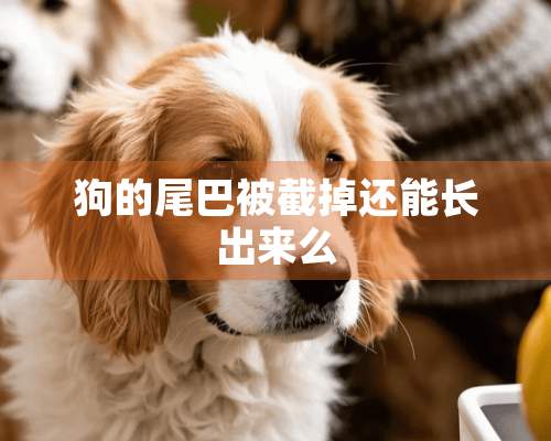 狗的尾巴被截掉还能长出来么