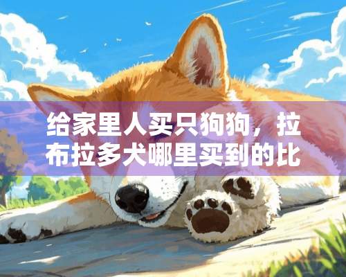 给家里人买只狗狗，拉布拉多犬哪里买到的比较好？