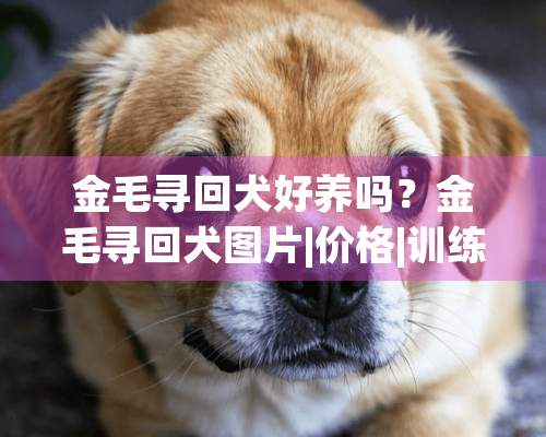 金毛寻回犬好养吗？金毛寻回犬图片|价格|训练