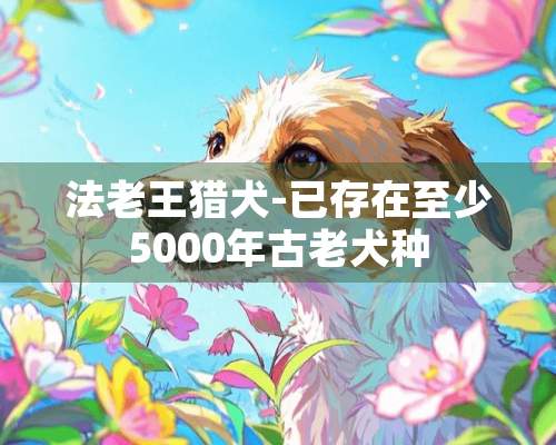 法老王猎犬-已存在至少5000年古老犬种