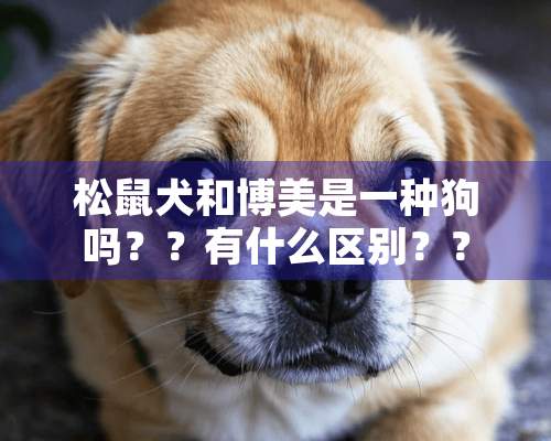 松鼠犬和博美是一种狗吗？？有什么区别？？