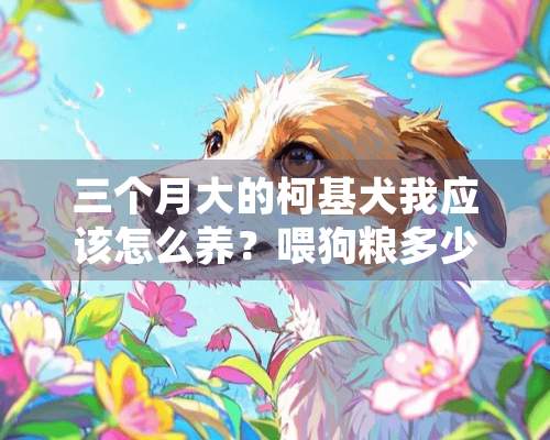 三个月大的柯基犬我应该怎么养？喂狗粮多少合适？可以立刻带出去遛狗么？