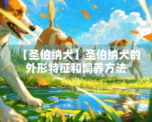 【圣伯纳犬】圣伯纳犬的外形特征和饲养方法