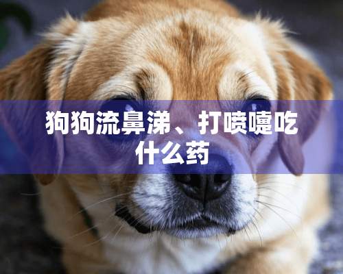 狗狗流鼻涕、打喷嚏吃什么药