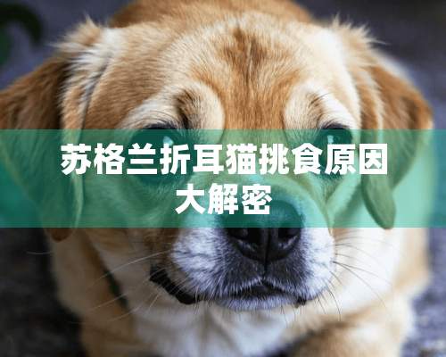 苏格兰折耳猫挑食原因大解密