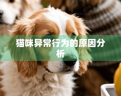 猫咪异常行为的原因分析