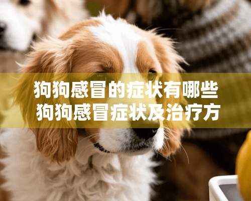 狗狗感冒的症状有哪些 狗狗感冒症状及治疗方法