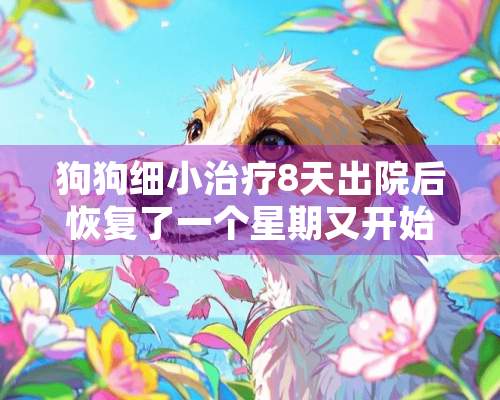 狗狗细小治疗8天出院后恢复了一个星期又开始拉血是什么原因