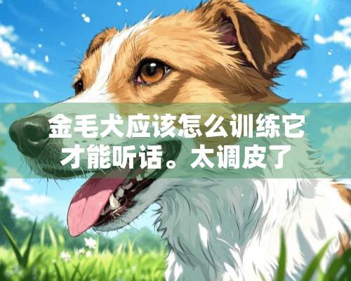 金毛犬应该怎么训练它才能听话。太调皮了