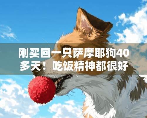 刚买回一只萨摩耶狗40多天！吃饭精神都很好！就是鼻子发干！请问有没有问题？